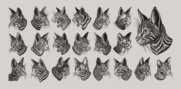 Side view of sokoke cat head tshirt design vector set