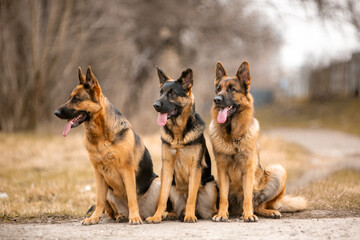 group of german shepherd dogs - obrazy, fototapety, plakaty