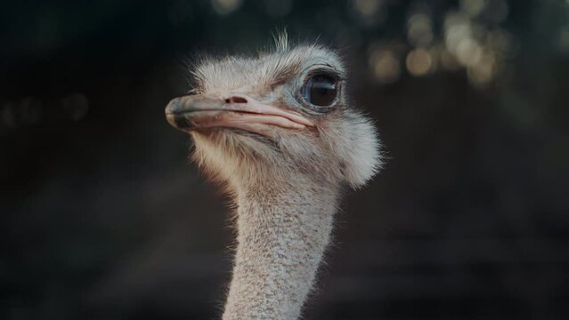 Close-up portrait of a funny ostrich with blurred forest background. Wild animals in the nature. Wildlife concept. 