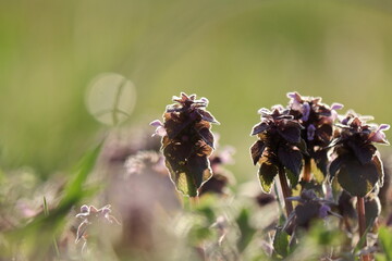 春を感じさせるヒメオドリコソウ