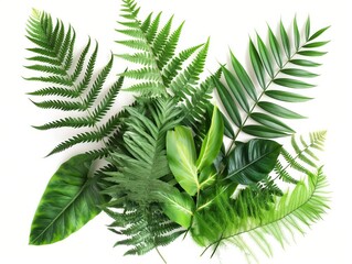 Assorted tropical leaves spread out on a white background, embodying nature and freshness.