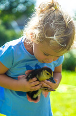 A child plays with a duckling. Selective focus.