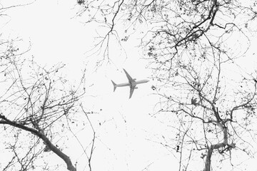 Single plane flying across behind dry tree branches in black and white