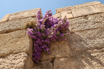 Purple colored flowers growing on a wall of the ruins of the Basilica of St. John in Selcuk, near Ephesus, Turkey