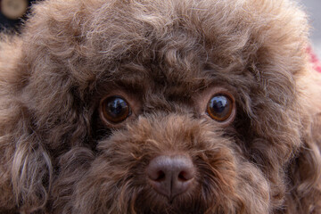 A beautiful brown dog known as Toy Poodle