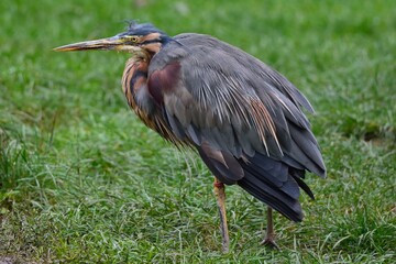 Close up photo of the purple heron (Ardea purpurea). 
