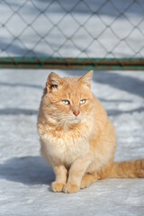 Beautiful ginger cat on snow background. - 763181830
