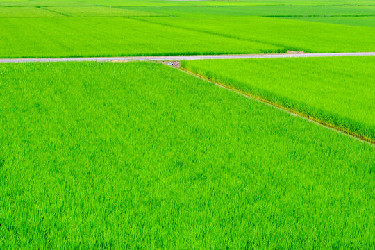 初夏の田んぼ