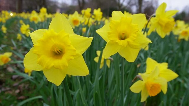 Lively Park Daffodils in Gentle Breeze