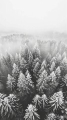 Aerial view of a misty forest in winter