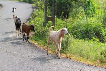 goats on the farm