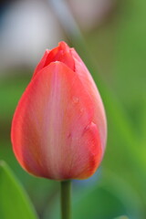 Tulips after rain - UK