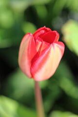 Tulips after rain - UK
