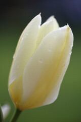 Tulips after rain - UK