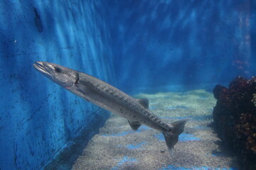 Obraz premium milkfish