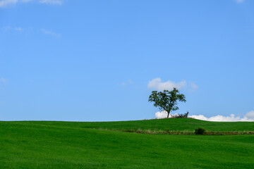 Stand alone tree on a green hill with blue sky - 763186648