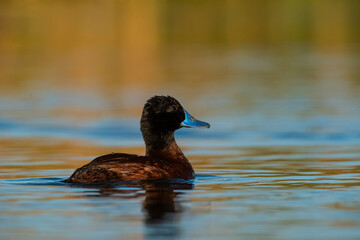  Lake Duck in Pampas Lagoon environment, La Pampa Province, Patagonia , Argentina.