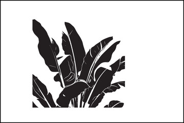 Summer foliage,
Palm leaves,
Banana tree leaves,
Tropical foliage,
Exotic leaves,
Greenery,
Palm fronds,