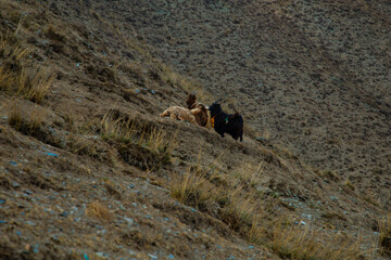 Labuleng Temple-Temple Complex, Gannan Tibetan Autonomous Prefecture, Gansu Province