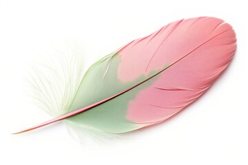 Multi-colored feather on a white background, color green and pink.