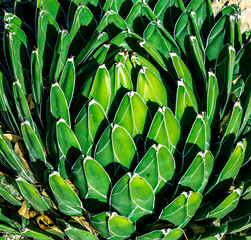 green cactus in nature with flowers and needles, natural background wallpaper of flora plant
