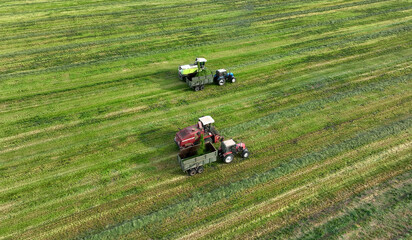 Forage harvester on grass cutting for silage in field. Cutting grass silage at field. Self-propelled Harvester on Hay making for cattle at farm. Tractor with trailer transport of hay grass silage.