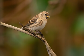Red poll,fe male, Carduelis flammea, perched on a branch