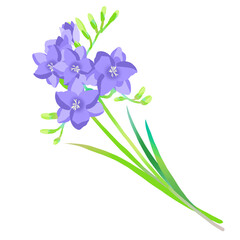 紫色のフリージアのイラスト