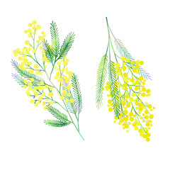 ミモザのイラスト