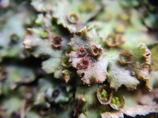 moss 