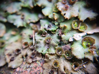close up of a reef