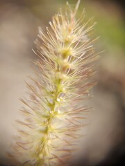 close up of a grass