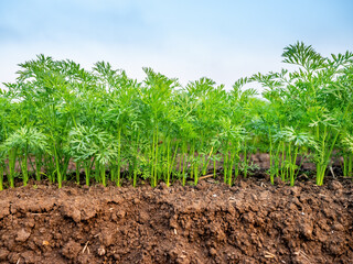 Vibrant green carrot tops sprout in fertile soil against a clear sky