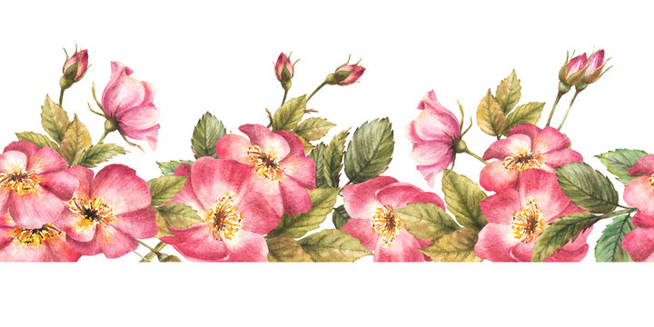 Watercolor floral seamless border, pattern. Pink wild rose hip branch with buds, flowers, leaves, dog or brier rose. Botanical repeating horizontal print. Hand drawn illustration isolated background.