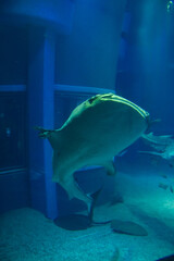 水族館　水槽の中を中を気持ちよさそうに泳ぐジンベイザメ