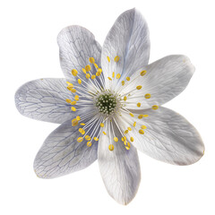 Isolated delicate white Windflower flower , isolated on transparent background cutout, png for collage, banner, poster, web and packaging