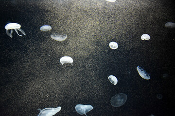 水槽に浮かぶ美しいクラゲ