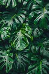Fototapeta na wymiar A large field of monstera leaves, shot from above at a low angle in the style of unsplash photography