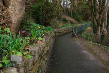 Old park pathway. Greenery, Ivy, Daffodils, Moss