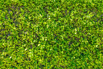 Green leaves background texture in nature