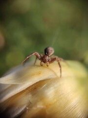 spider on a flower