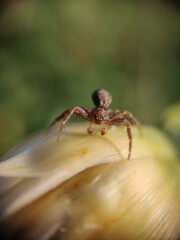 spider on a flower