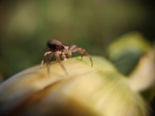 spider on a flower