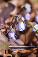 Blue flowers of hepatica. Spring flowers