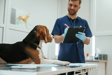 With notepad in hands. Male veterinarian is working with beagle dog in the clinic