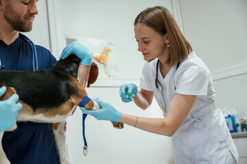 Preparing to take the blood sample. Two veterinarians are working with beagle dog in clinic