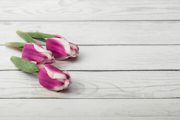 Tulips on a wooden background. Congratulations with your own hands.