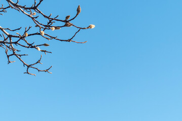 澄んだ青空にコブシのつぼみ