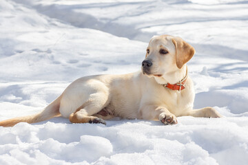 Young labrador observing winter grounds in the nature. - 763208867