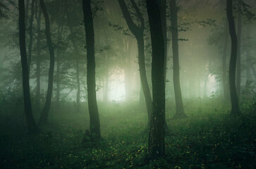 misty green forest in the morning